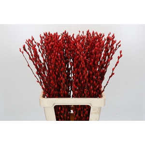 Salix Caprea Snow Flake P. Red