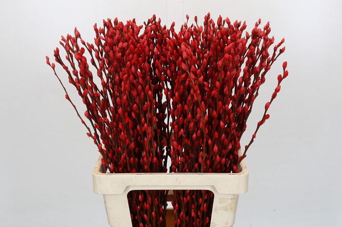 Salix Caprea Snow Flake P. Red