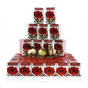 BLOEMBOL HIPPEASTRUM