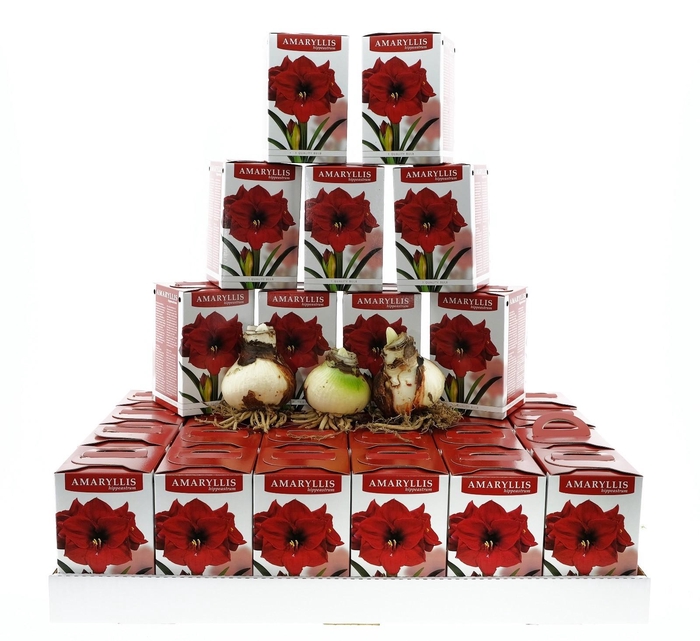 <h4>BLOEMBOL HIPPEASTRUM</h4>