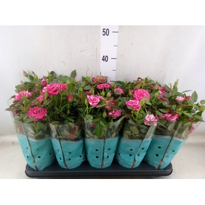 Rosa  'Tunesie Twin Colour Star'