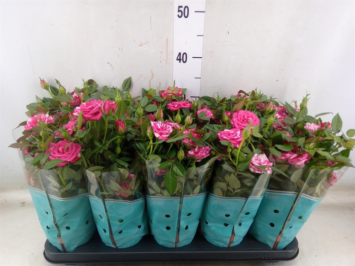 <h4>Rosa  'Tunesie Twin Colour Star'</h4>