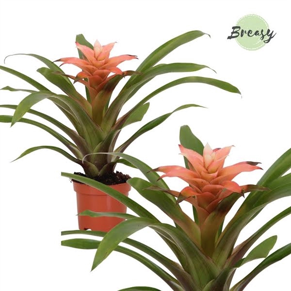 <h4>Guzmania Elise</h4>