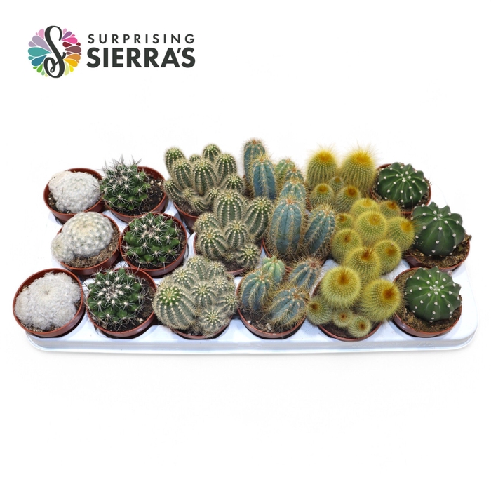 <h4>CACTUS GEM</h4>