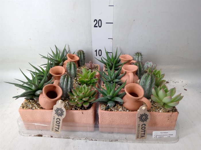 <h4>Arr.  Cactus L%</h4>