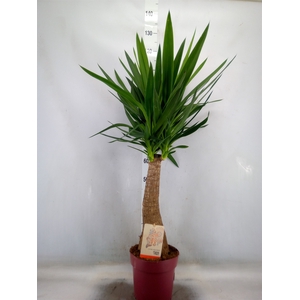 Yucca elephantipes   ...