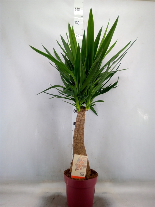 <h4>Yucca elephantipes   ...</h4>