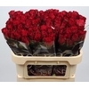 Rosa GR 'Madam Red'