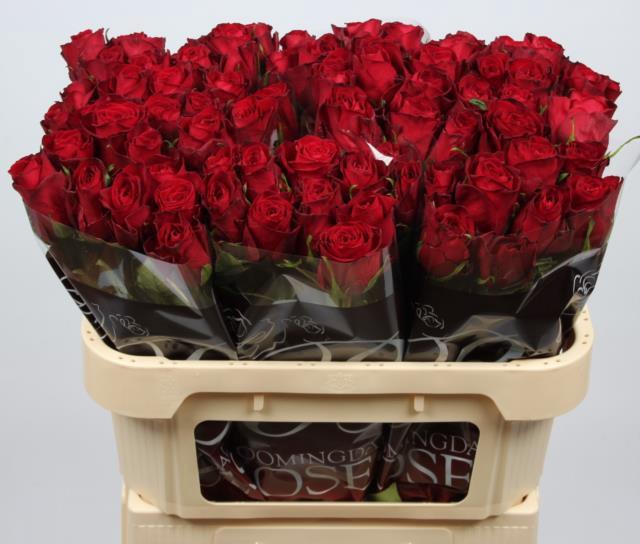 Rosa GR 'Madam Red'