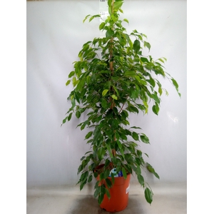 Ficus benja. 'Exotica'