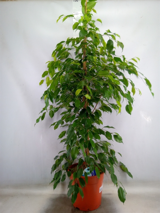 <h4>Ficus benja. 'Exotica'</h4>