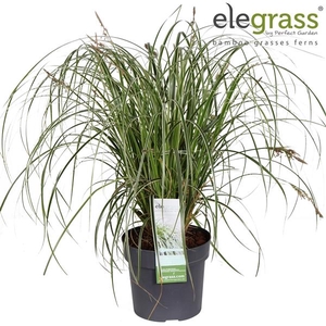 Carex oshimensis
