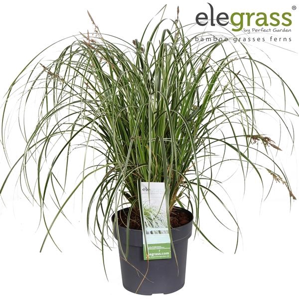 <h4>Carex oshimensis</h4>
