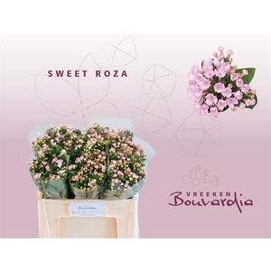 BOU EN SWEET ROZA