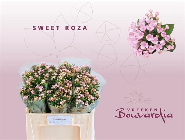 BOU EN SWEET ROZA