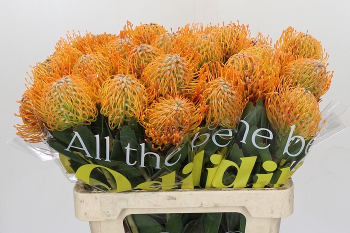 <h4>Nutans Soleil</h4>