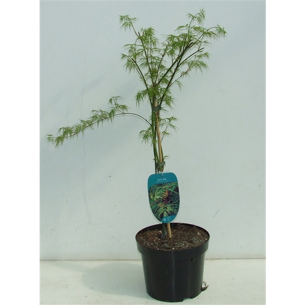 <h4>Acer palmatum 'Emerald Lace' P23</h4>