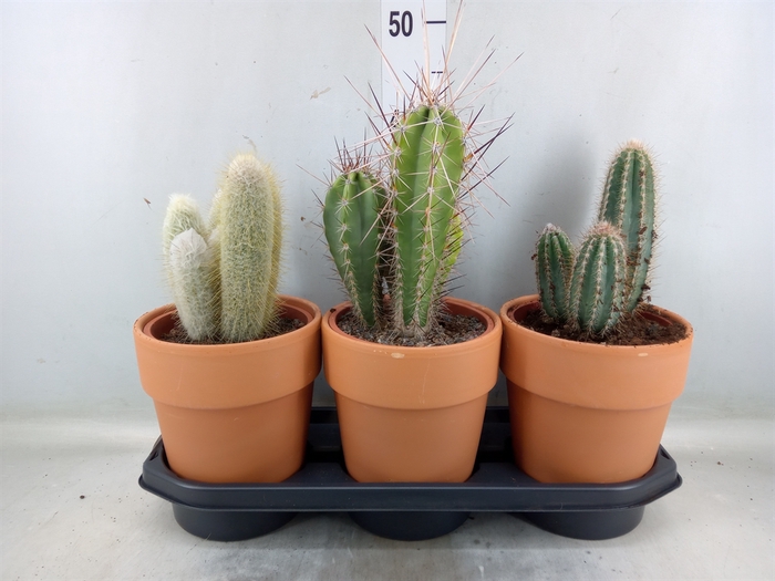 <h4>Cactus   ...</h4>