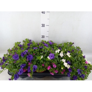 Calibrachoa  'CG Hawaiia'