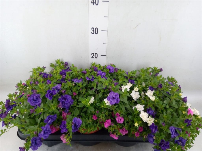 <h4>Calibrachoa  'CG Hawaiia'</h4>