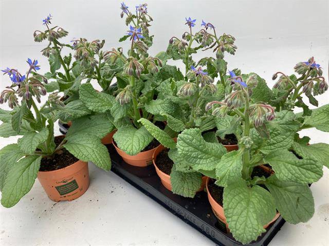 <h4>Borage Look&Taste</h4>