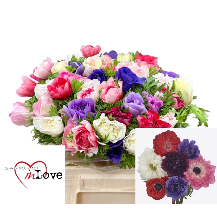 <h4>Anem Co Carill Gem</h4>