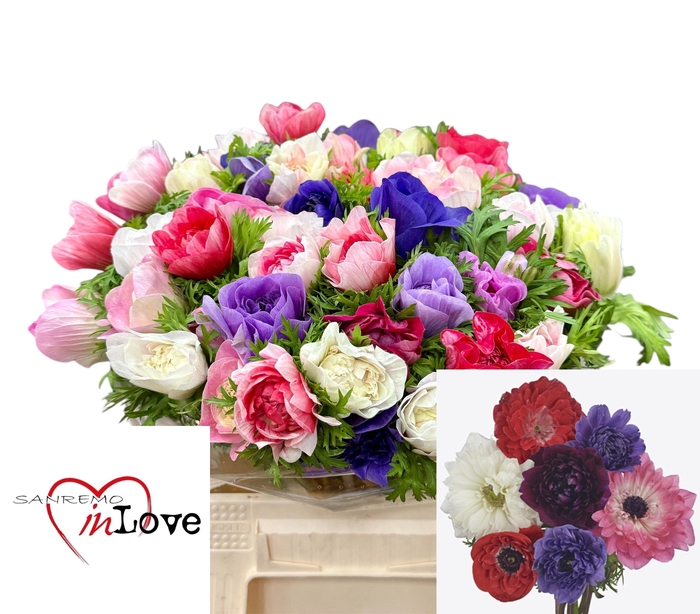 <h4>ANEM CO CARILL GEM</h4>