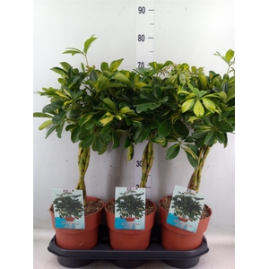 Schefflera arbor. 'Gold Capella'
