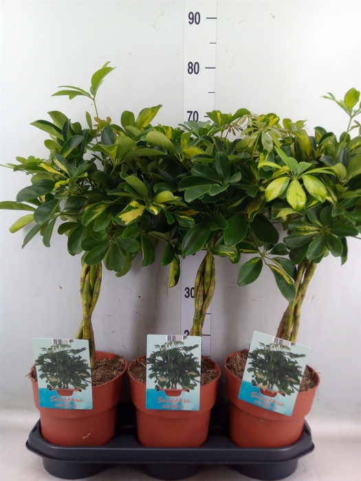 <h4>Schefflera arbor. 'Gold Capella'</h4>