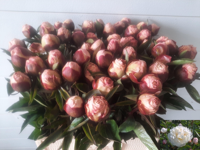 <h4>PAEO L GARDENIA</h4>