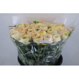 Ran Cloni Sup Touareg Pastel