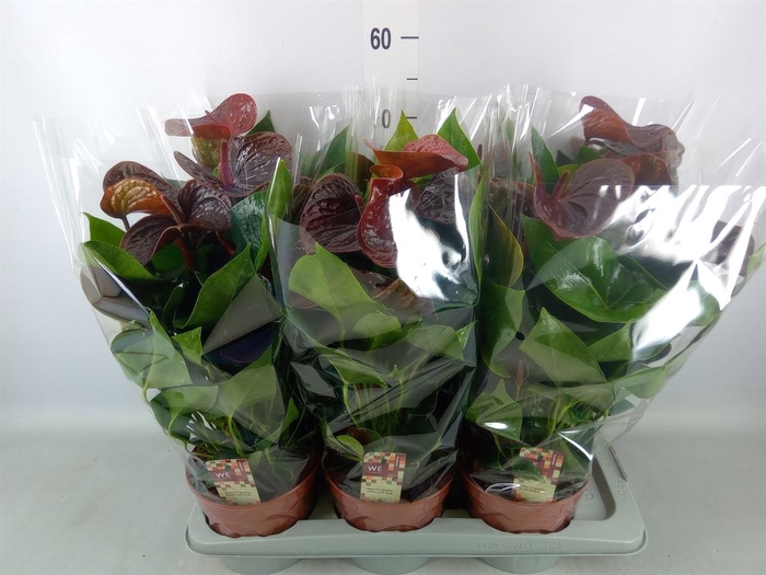 <h4>Anthurium andr. 'Essencia'</h4>