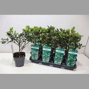 Ilex Blue Prince