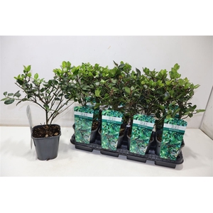 Ilex Blue Prince