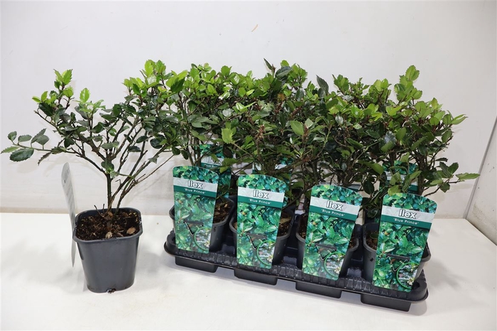 <h4>Ilex Blue Prince</h4>