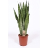 Sansevieria zeylanica