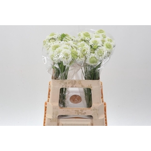 Scab At F Scoop Whit