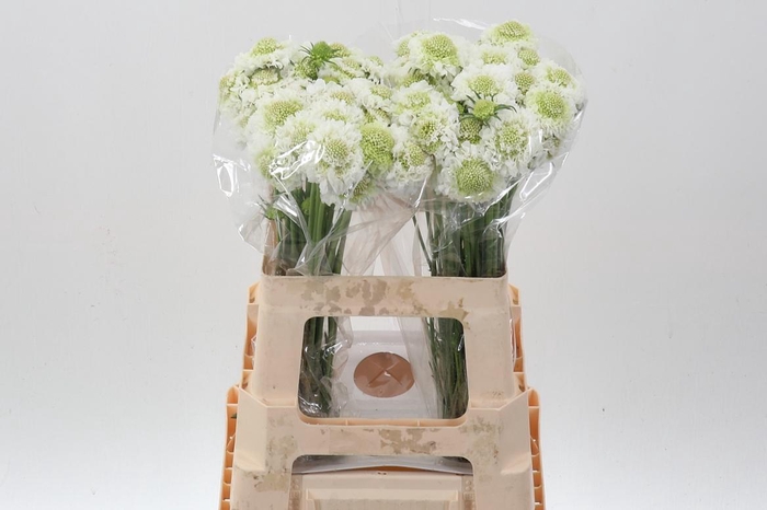 <h4>Scab At F Scoop Whit</h4>