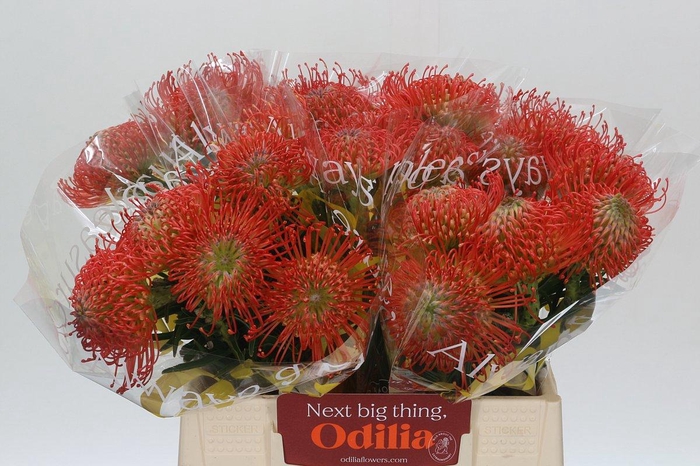 <h4>LEUCO CO SUCCESSION</h4>