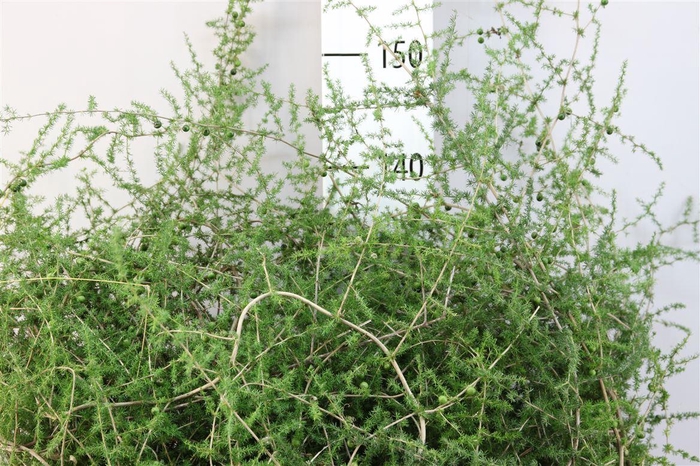 <h4>Asparagus Wild</h4>