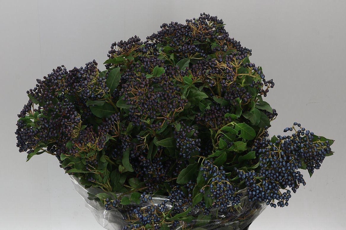 <h4>Viburnum Berries</h4>