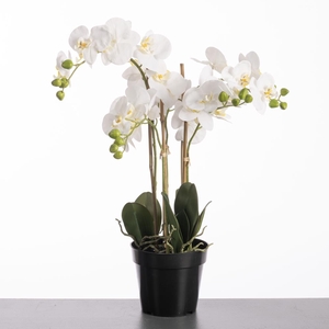 Af Phalaen X5 Pot 66cm White