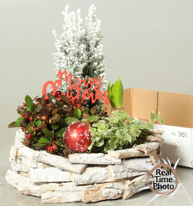 <h4>Arr Tuinplanten</h4>