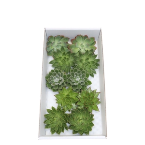 Echeveria Green Mix (wincx) Cutfl (5 Spcs) Wincx-1