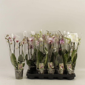 PHAL GEM
