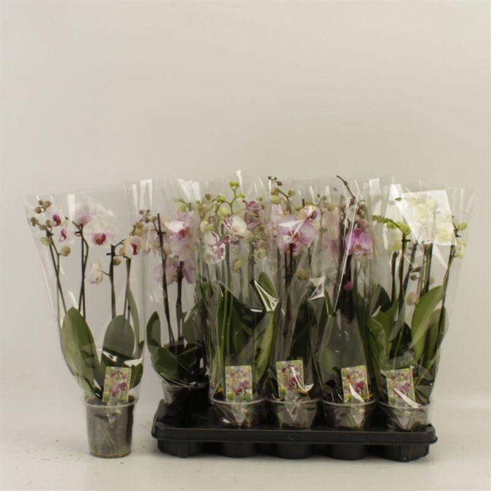 <h4>PHAL GEM</h4>