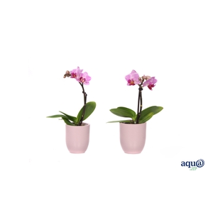 Hugo Silver Pink Tiny Dolls Roze 1T7+ Aqu@