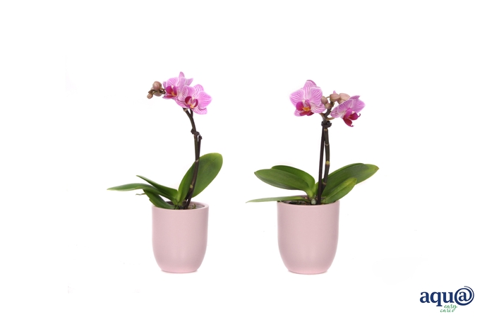 <h4>Hugo Silver Pink Tiny Dolls Roze 1T7+ Aqu@</h4>