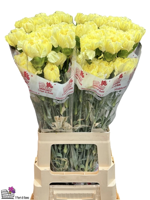 <h4>DI ST DILETTA</h4>