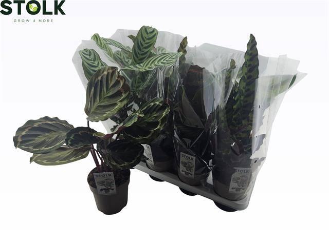 <h4>CALAT MIX P14</h4>